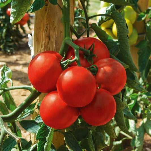 Tomaat 'Montfavet' - Solanum lycopersicum montfavet 63/5 f1 (obt. inra) - Moestuin