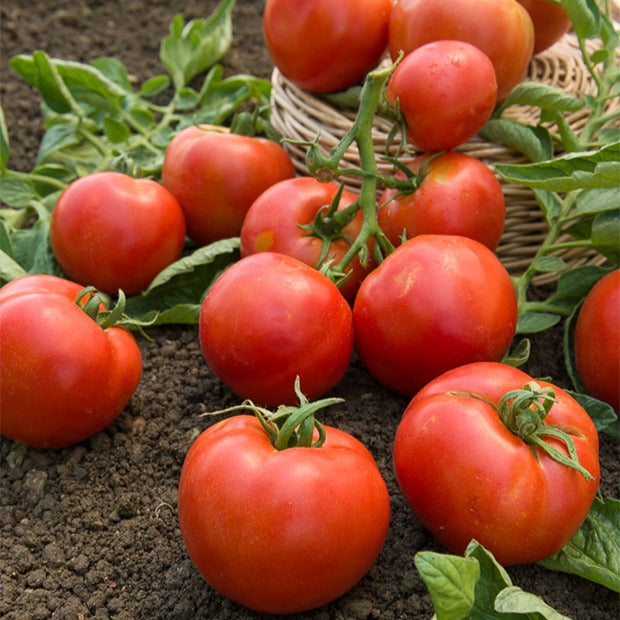 Tomaat 'Montfavet' - Solanum lycopersicum montfavet 63/5 f1 (obt. inra) - Bakker