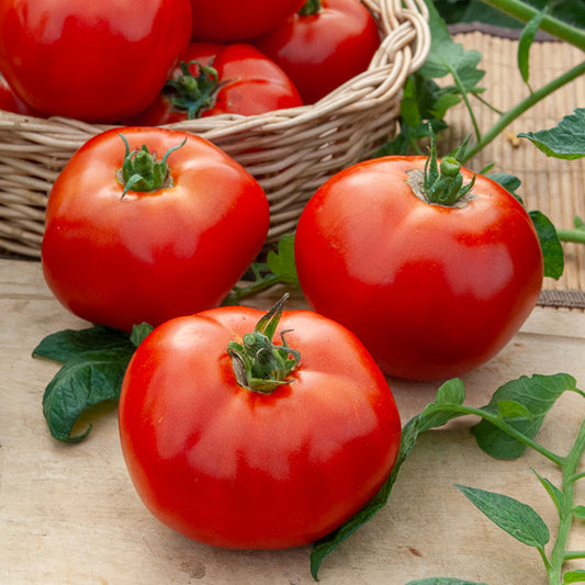 Tomaat 'Merveille des marchés' - Bakker