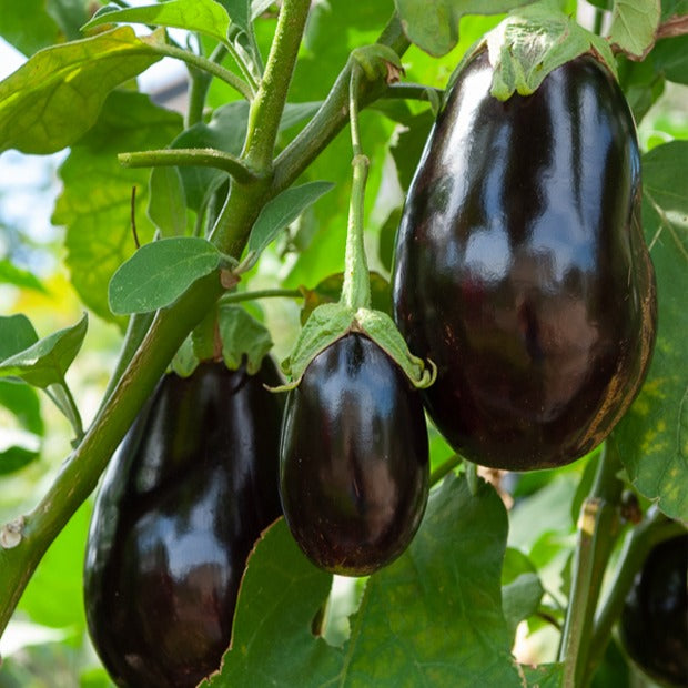 Aubergine 'Bonica' - Solanum melongena bonica f1 - Moestuin