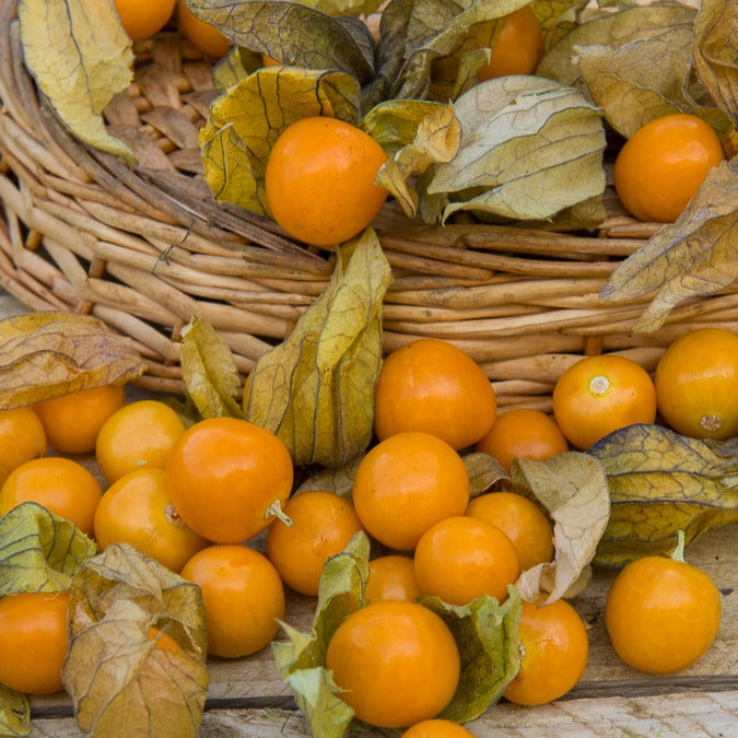 Physalis peruviana - Goudbes - Moestuinzaden
