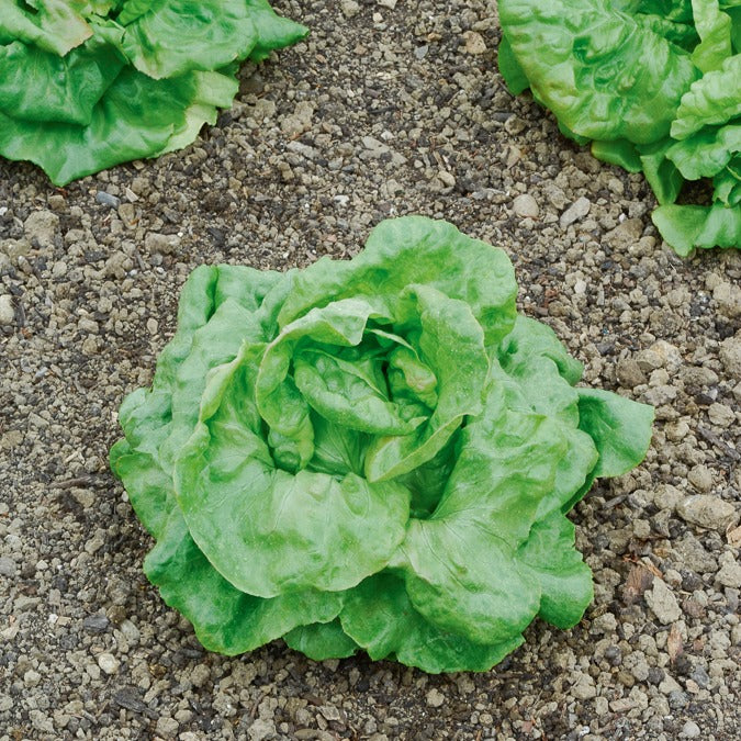 Kropsla 'Gaardenier' - Lactuca sativa du bon jardinier - Bakker