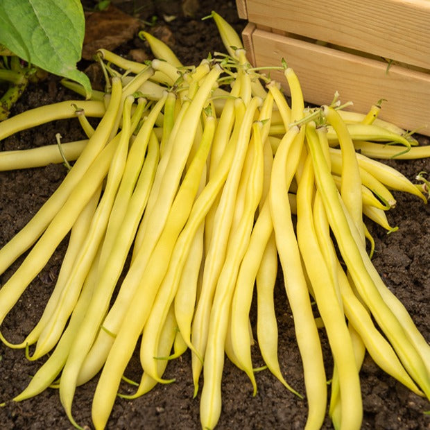 Sperzieboom 'Roquencourt' - Phaseolus vulgaris de rocquencourt - Bakker