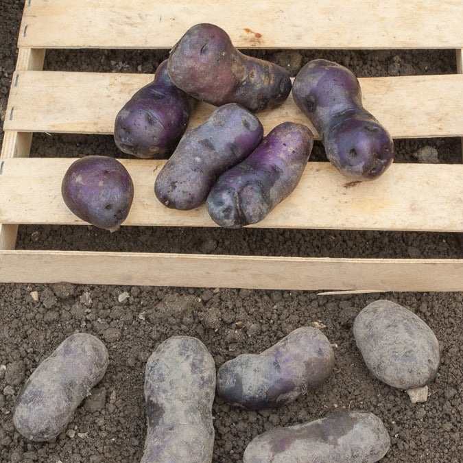 Aardappel 'Bleue de la Manche' (x10) - Solanum tuberosum bleue d'artois ® (bleue de la man - Bakker