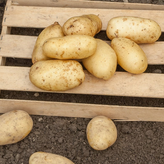 Aardappel 'Sirtema' - Bakker