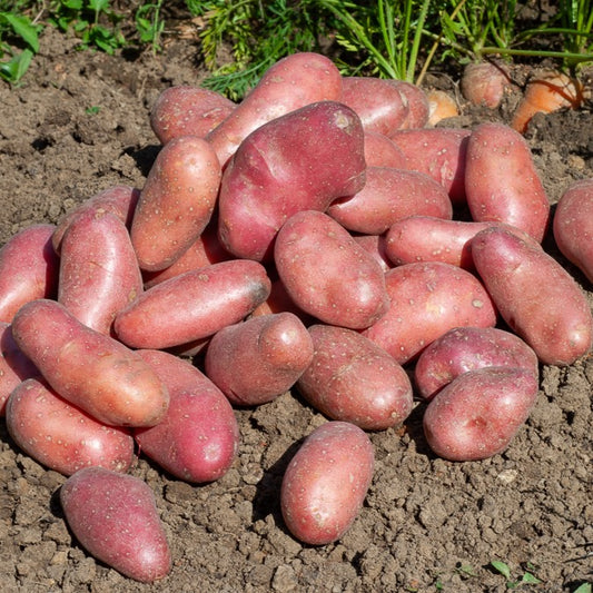 Aardappel 'Chérie' (x25)