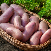 Aardappel 'Chérie' (x25) - Solanum tuberosum chérie - Bakker
