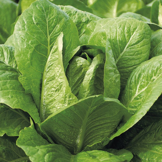 Romeinse sla 'Blonde Maraîchère' - Bakker