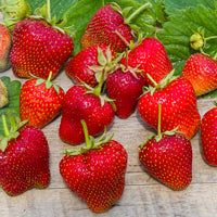 Aardbei 'Gigantella Maxim' (x20) - Fragaria maxim - Bakker