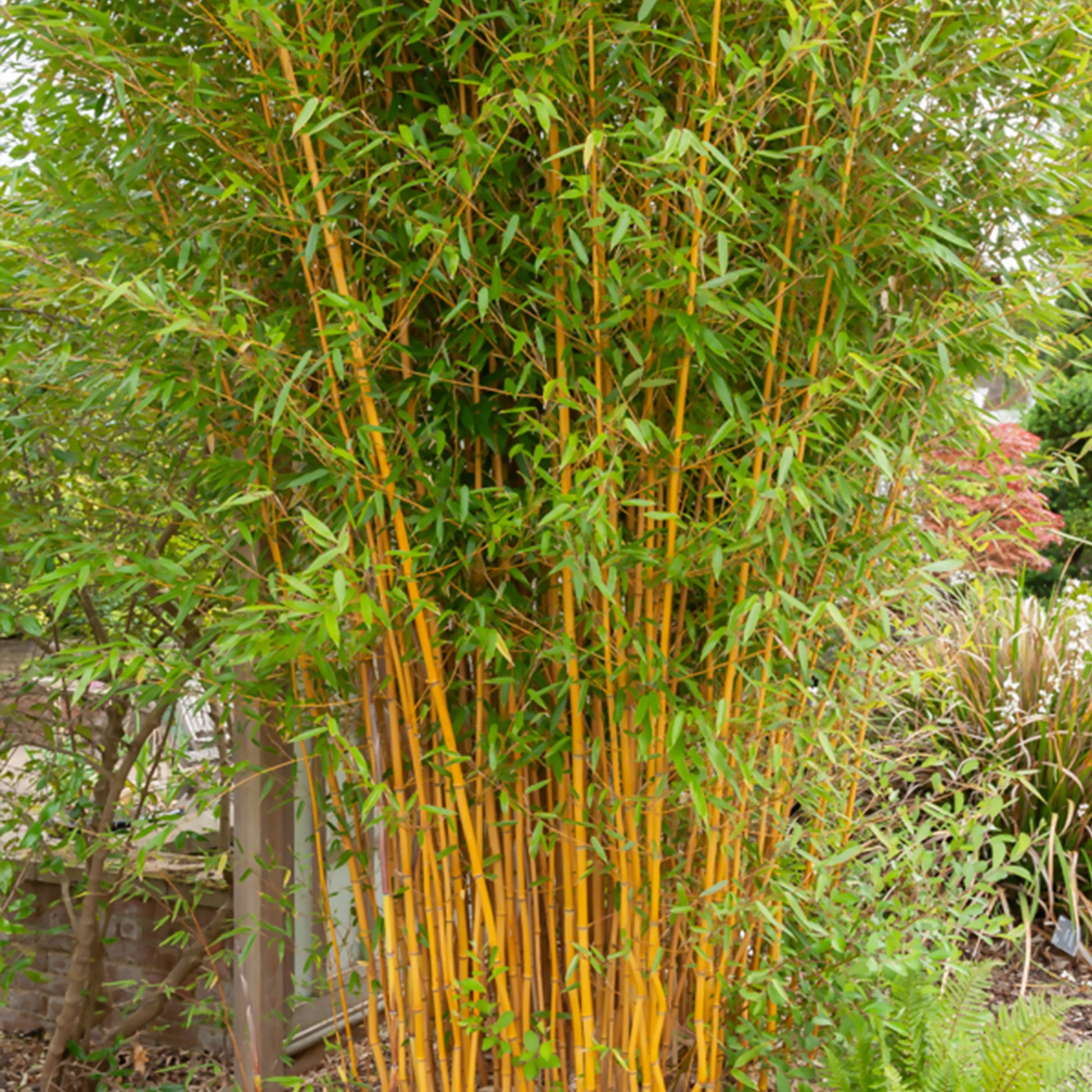 Bamboe Collectie: groen, geel, rood (x3) - Phyllostachys bissetii, aureosulcata Aureocaulis, Fargesia scabrida Asian Wonder