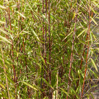 Rode bamboe - Fargesia Jiuzhaigou genf