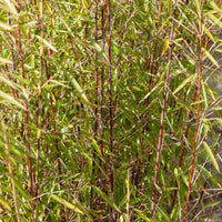 Bamboe - Bamboe Collectie: groen, geel, rood (x3) - Phyllostachys bissetii, aureosulcata Aureocaulis, Fargesia scabrida Asian Wonder