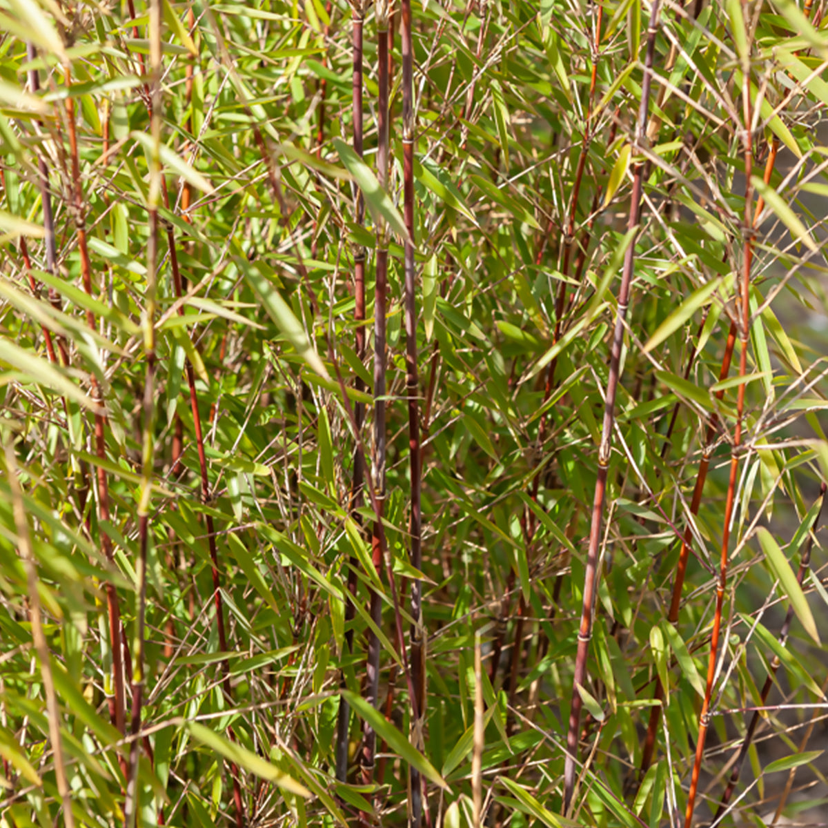 Bamboe - Bamboe Collectie: groen, geel, rood (x3) - Phyllostachys bissetii, aureosulcata Aureocaulis, Fargesia scabrida Asian Wonder