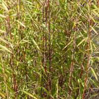 Bamboe, Reuzenkornoelje, Japanse esdoorn (x3) - Fargesia scabrida, cornus controversa, acer palmat - Bakker