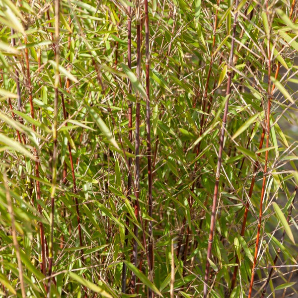 Bamboe, Reuzenkornoelje, Japanse esdoorn (x3) - Fargesia scabrida, cornus controversa, acer palmat - Tuinplanten