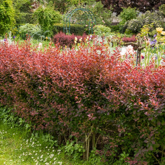 Rode zuurbes - 3 meter haag - Berberis thunbergii atropurpurea - Tuinplanten