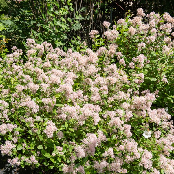 Amerikaanse sering 'Marie Simon' - Ceanothus x pallidus marie simon