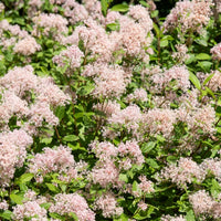 Verkoop Collectie van Ceanothus (x2) - Ceanothus impressus victoria, ceanothus x pallidus