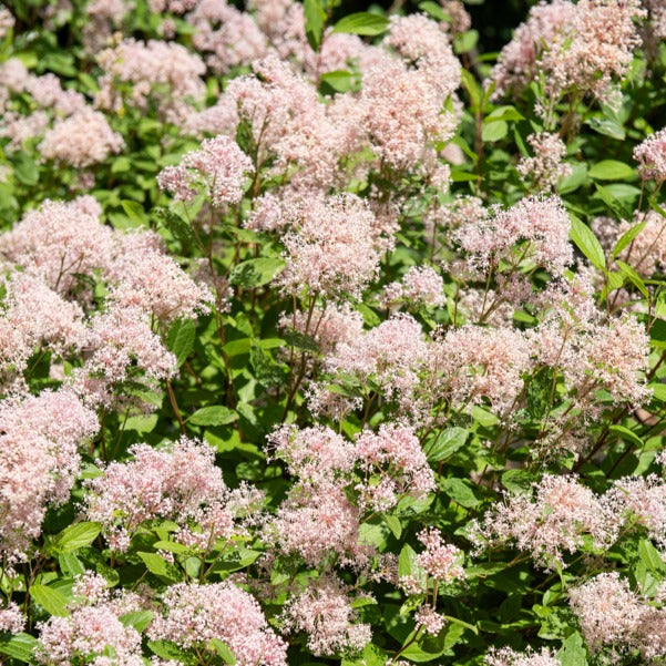 Collectie van Ceanothus (x2) - Ceanothus impressus victoria, ceanothus x pallidus - Tuinplanten