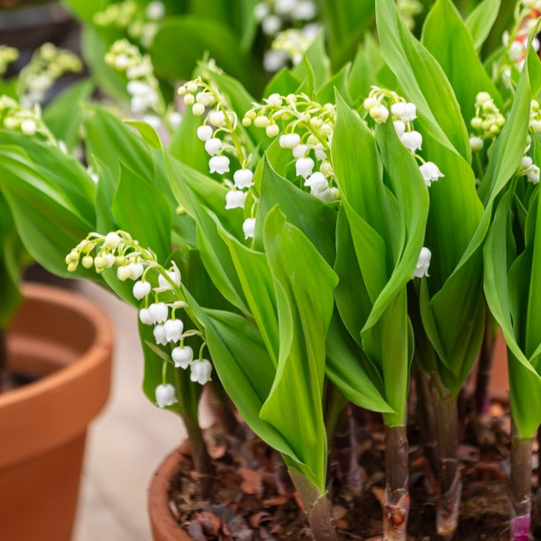 Lelietjes-van-Dalen Mix (x9) - Convallaria majalis - Heesters en vaste planten