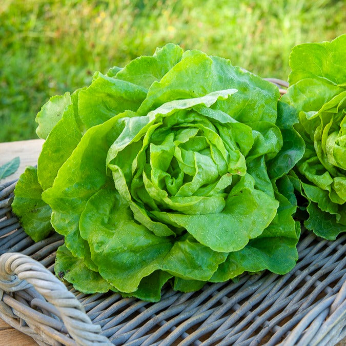 アラミスTVPROCUP Zaden Kropsla 'Appia' - Lactuca sativa Appia | Bakker.com