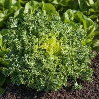 Kruladijvie 'De Ruffec' - Cichorium endivia de ruffec - Bakker