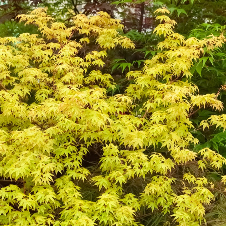 Japanse esdoorn 'Katsura' - Acer palmatum katsura - Plantsoort