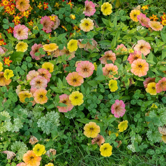 Petunia 'Indian Summer' (x3) - Bakker