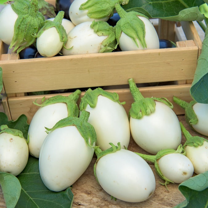 Solanum melongena - Aubergine - Aubergine 'Rond Wit Ei' - Solanum melongena blanche ronde à oeufs
