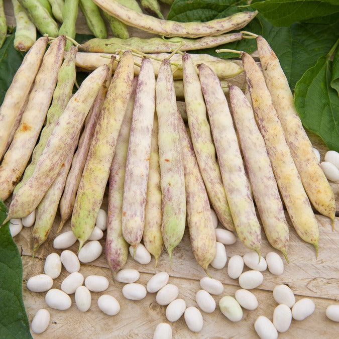 Droogboon 'Cocagne' - Bakker