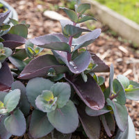 Vetkruid 'Blue Pearl' - Sedum Blue Pearl - Bakker