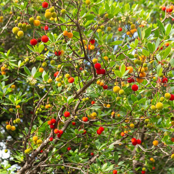 Aardbeienboom - Wintergroene heesters - Bakker
