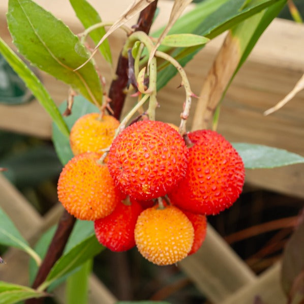Verkoop Aardbeienboom - Arbutus unedo