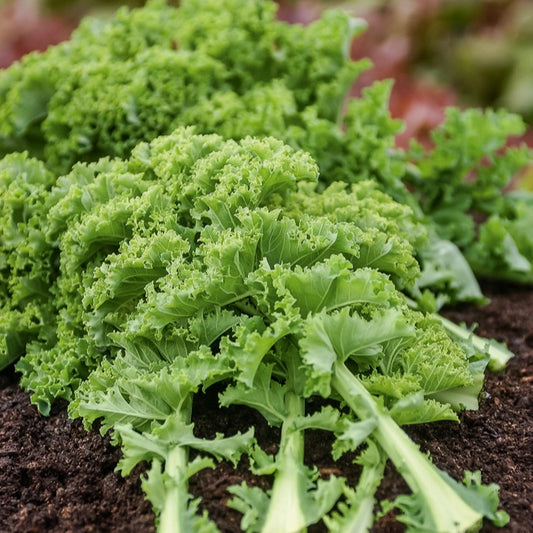 Boerenkool 'Vert Demi-Nain' - Bakker