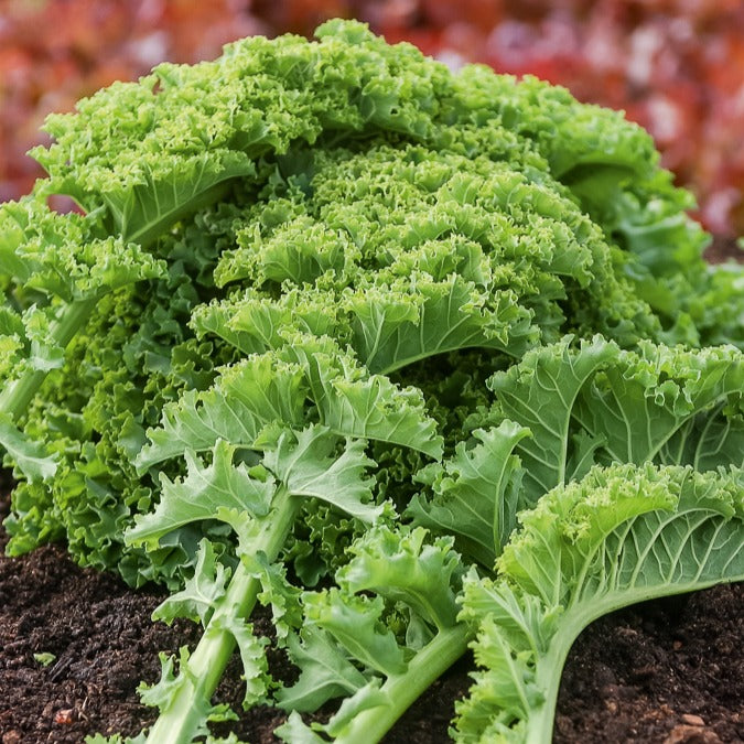 Boerenkool 'Vert Demi-Nain' - Brassica oleracea vert demi nain - Bakker