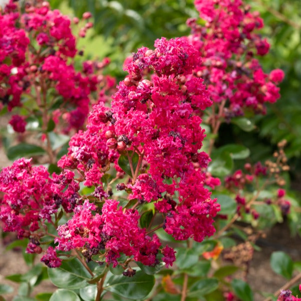 Indische sering 'Braise d'Été® ‘Indybra’ - Lagerstroemia indica braise d'été® ‘indybra’ - Bakker