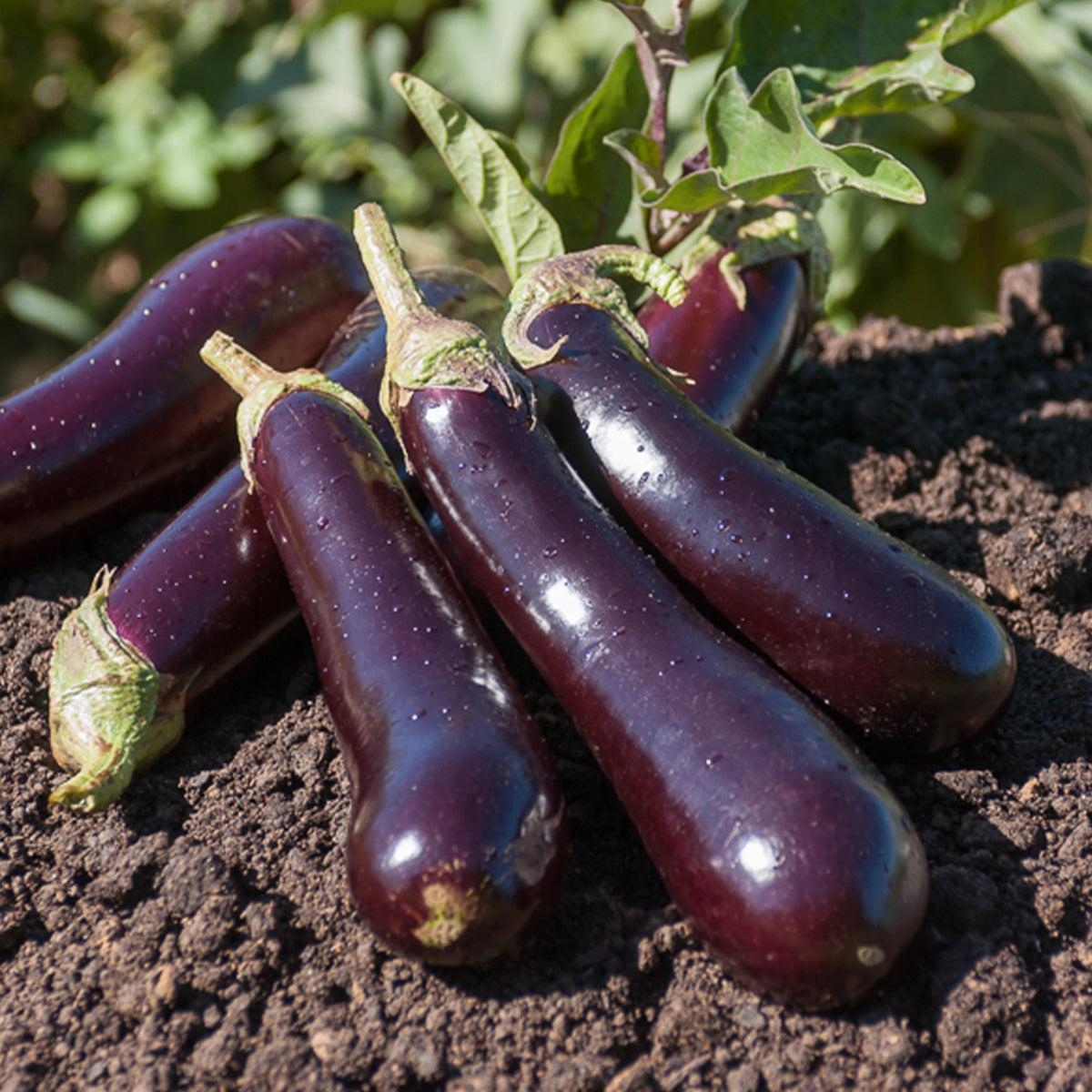 Aubergine 'Violette de Barbentane' - Solanum melongena violette de Barbentane - Bakker