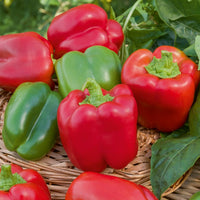 Capsicum annuum California Wonder - Paprika 'California Wonder' - Peperzaden