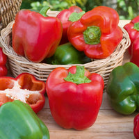 Paprika 'California Wonder' - Capsicum annuum California Wonder - Bakker