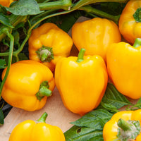 Peperzaden - Paprika 'Yellow California Wonder' - Capsicum annuum California Wonder yellow