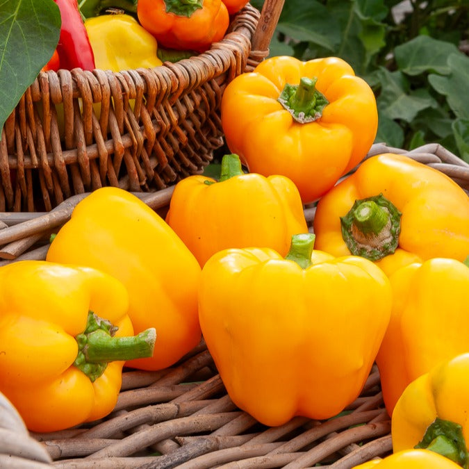 Paprika 'Yellow California Wonder' - Bakker