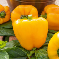 Paprika 'Yellow California Wonder' - Capsicum annuum California Wonder yellow - Bakker