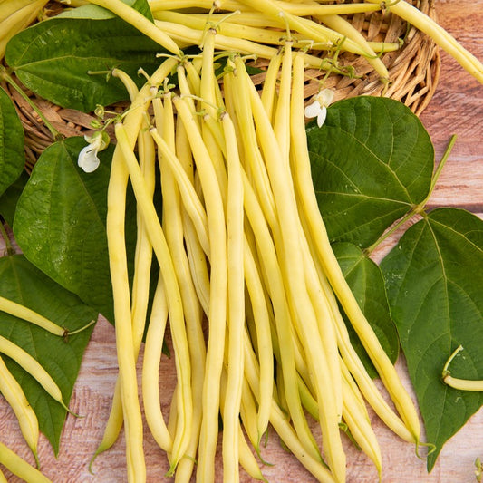 Staakboon 'Monte Gusto' - Bakker