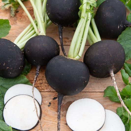 Rammanas 'Ronde Zwarte Winter' - Bakker