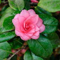 Camellia Mathotiana rosea - Dubbelbloemige Japanse roos - Camellia