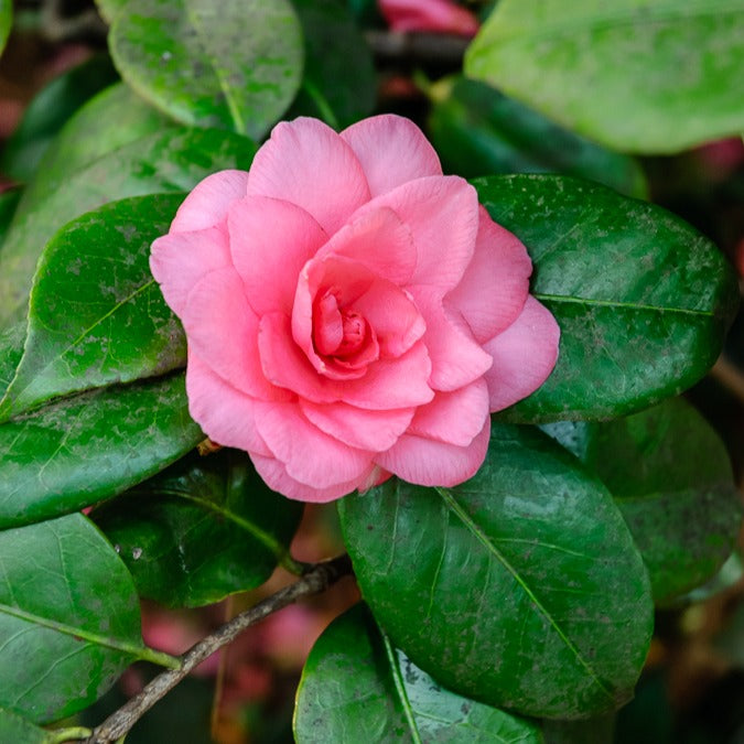 Camellia Mathotiana rosea - Dubbelbloemige Japanse roos - Camellia