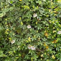 Passiebloem - Passiflora caerulea