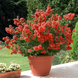 Indische sering - rood - Bakker