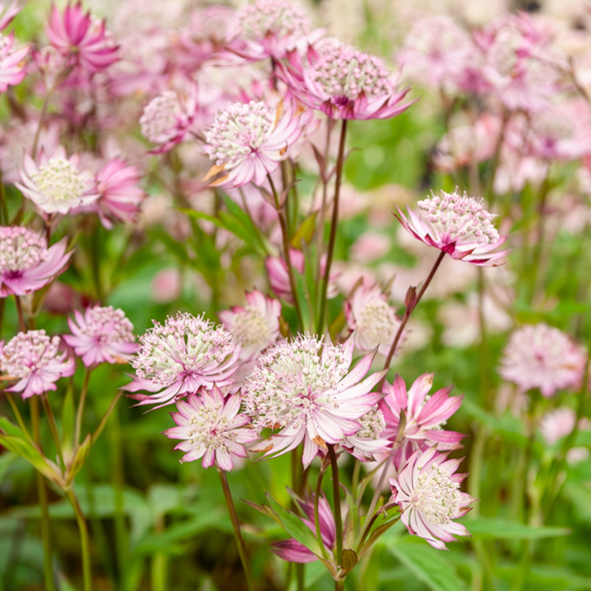 Zeeuwsknoopje - Astrantia major rosea - Bloeiende vaste tuinplanten