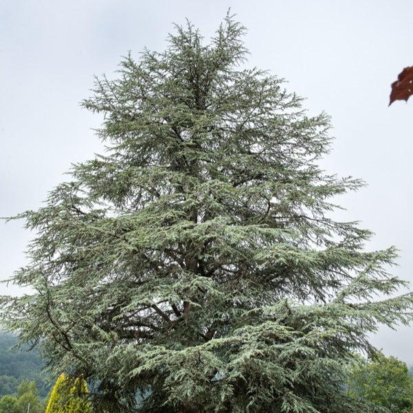 Blauwe ceder - Cedrus atlantica glauca - Tuinplanten